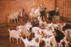 Le capre della nonna Maria nella stalla