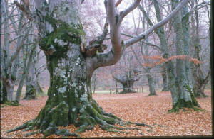 Bosco di S.Antonio