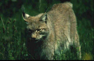 Lince 